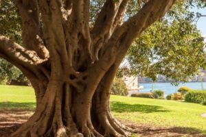 Australias housing affordability crisis